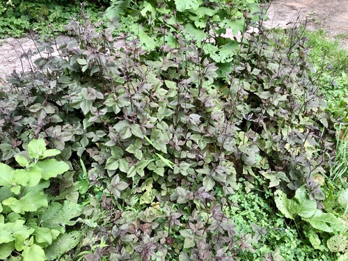 Image of Cryptotaenia japonica by no rights reserved