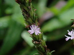Pseudelephantopus spiralis