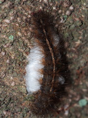 Creatonotos transiens vacillans