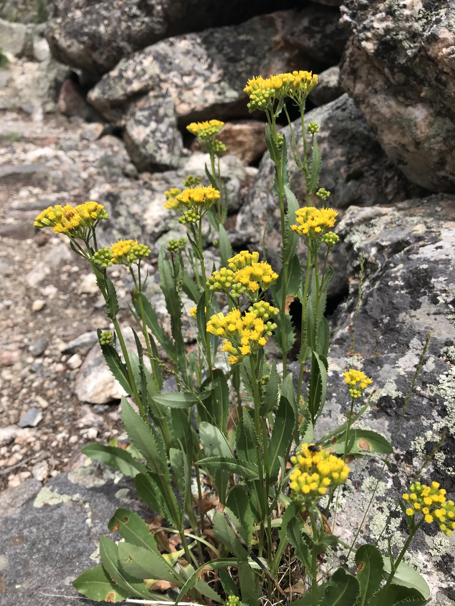 Senecio rapifolius