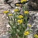 Openwoods Ragwort - Photo (c) siteobserve62, some rights reserved (CC BY-NC)