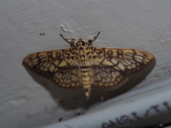 Haritalodes