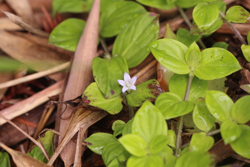 Hedyotis chrysotricha iNat (2)
