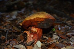 Rubroboletus rhodoxanthus