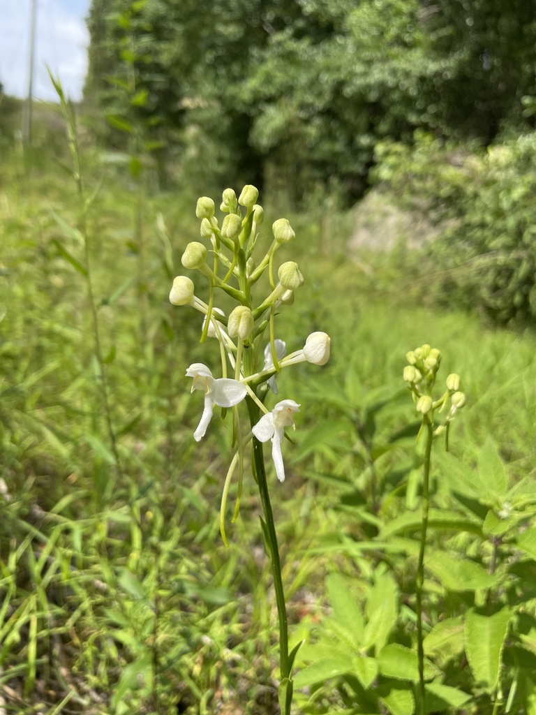 Platanthera integrilabia