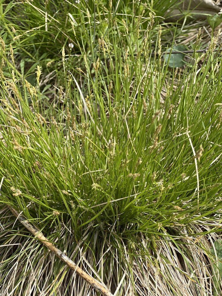 brome-like sedge from Shedd Aquarium, Chicago, IL, US on April 28, 2023 ...