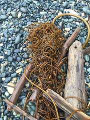 Laminariaceae