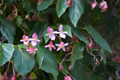 Begonia incarnata