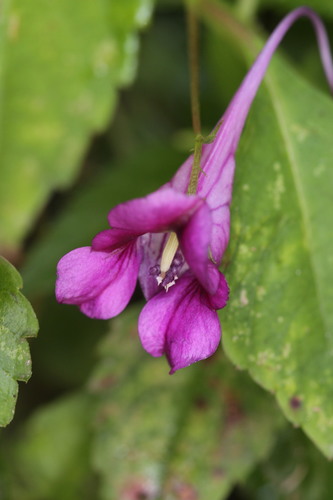 Impatiens commelinoides