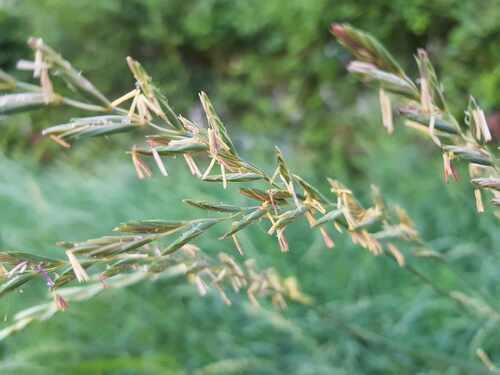 Paprastasis varputis nuotrauka