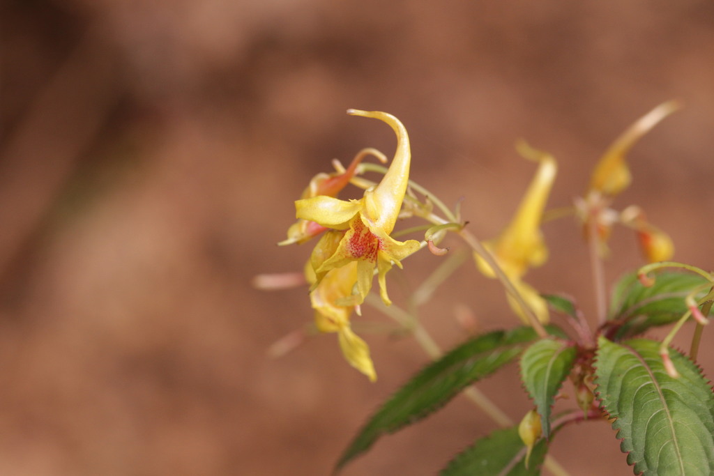 Impatiens siculifer (Impatiens siculifer)