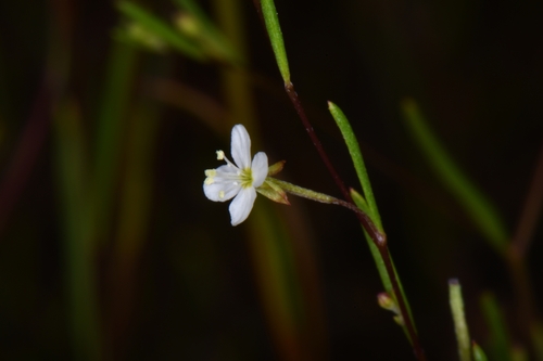 muchbranched groundsmoke (Gayophytum ramosissimum)