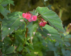 Begonia incarnata