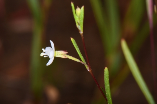 Image of Gayophytum ramosissimum by (c) Darrin Gobble, some rights reserved (CC BY)