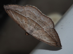 Nadagara vigaia
