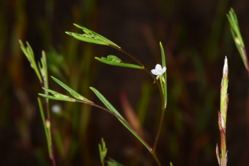 Image of Gayophytum ramosissimum by (c) Darrin Gobble, some rights reserved (CC BY)