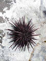 Echinometra insularis