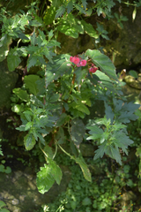 Begonia incarnata