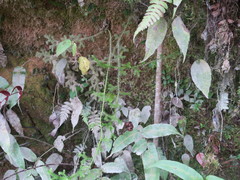 Lycopodiales
