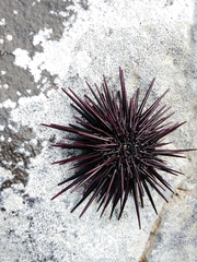 Echinometra insularis