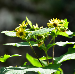 Smallanthus maculatus