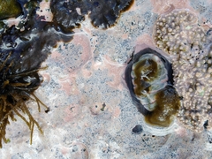 Plaxiphora mercatoris