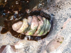 Plaxiphora mercatoris