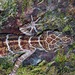 Cyrtodactylus hutan - Photo (c) Albert Kang, algunos derechos reservados (CC BY-NC), subido por Albert Kang