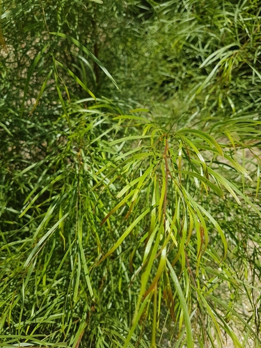 Image of Acacia subporosa by no rights reserved