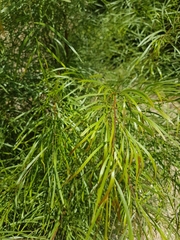 Acacia subporosa