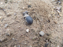 Trogidae