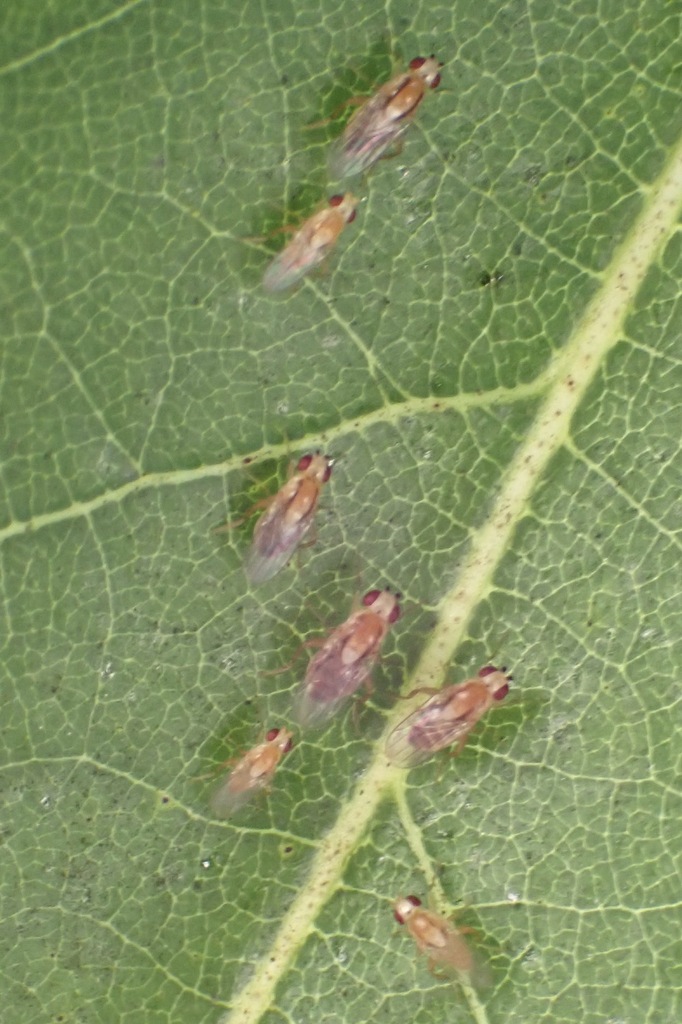 Fly