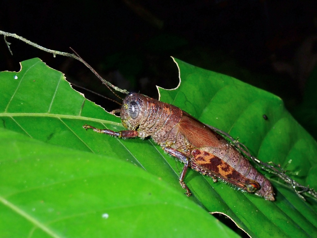 Perakia