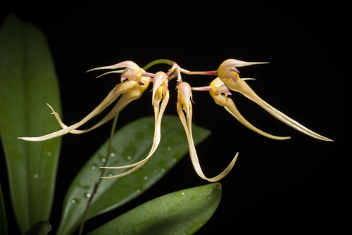 Macraei Orchid