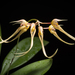 Bulbophyllum macraei - Photo (c) snotch, algunos derechos reservados (CC BY)