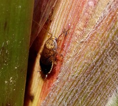Latiblattella tarasca