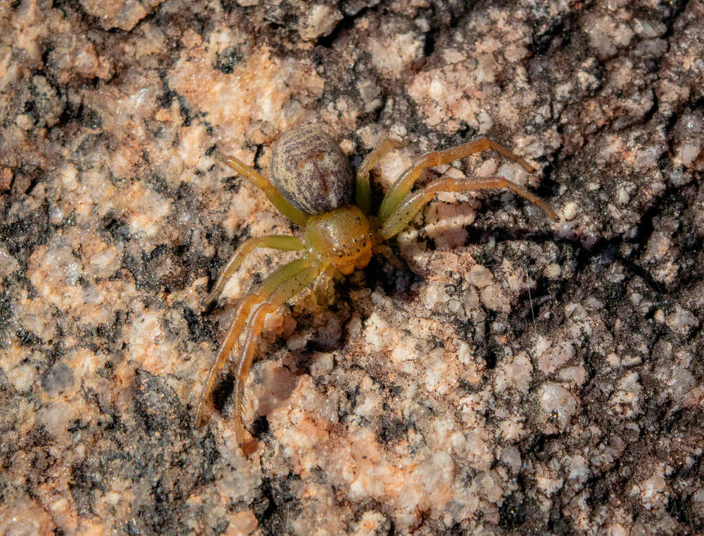 Australomisidia socialis