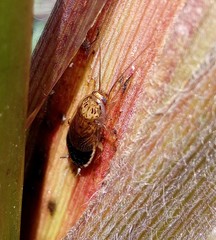 Latiblattella tarasca