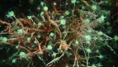 Representative image of Filellum