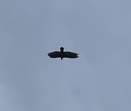 Turkey Vulture photographed in Minnesota