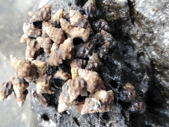 Echinolittorina pascua