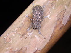 Phoenicobiella chamaeropis