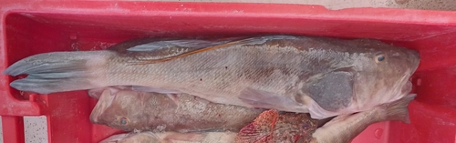 Agassiz's seabass (Cratinus agassizii) — Serranidae — 5