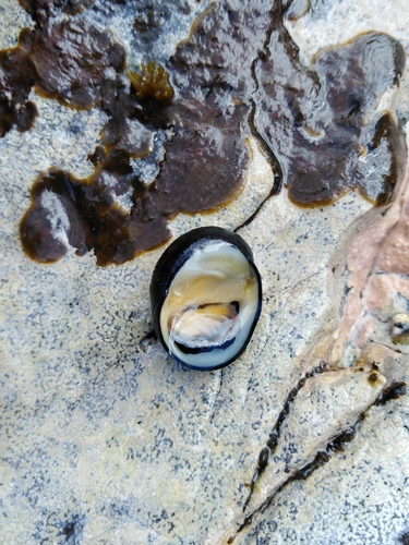 Nerita morio observed 2019-01-13