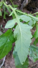 Rorippa divaricata