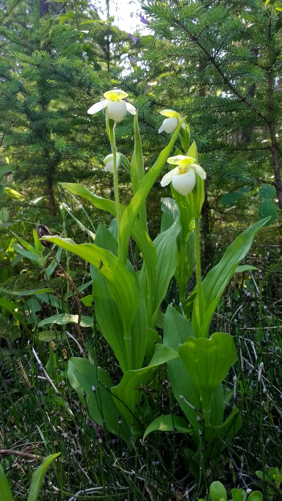Cypripedium passerinum