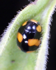 Brachiacantha