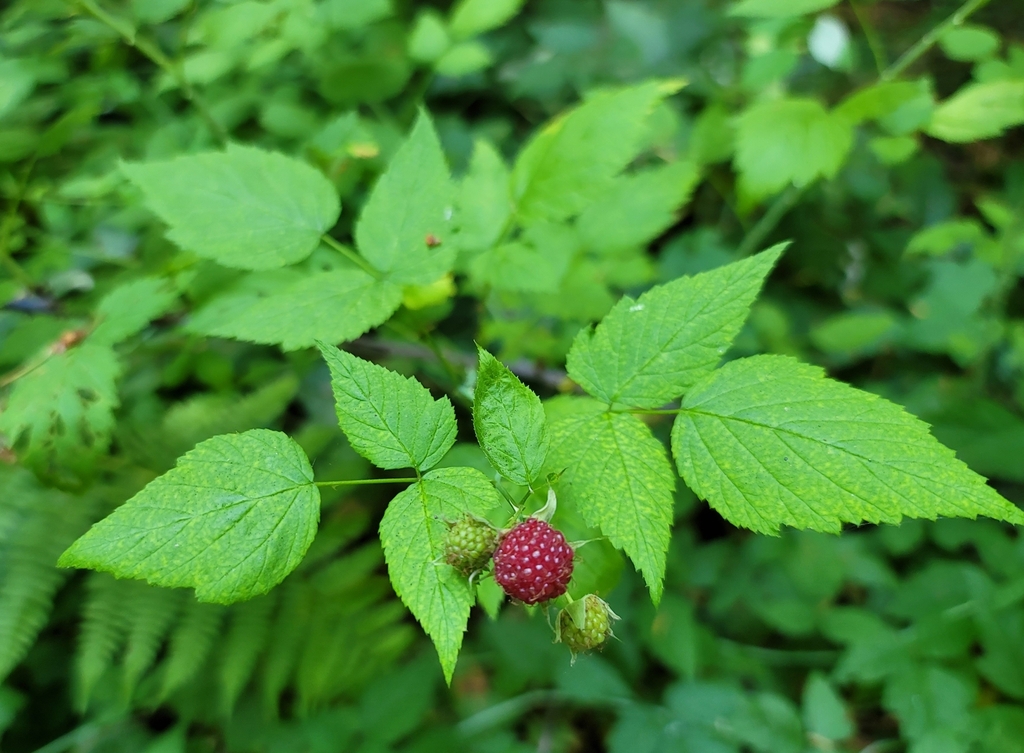 whitebark raspberry from Hastings and Spring, Port Townsend, WA 98368