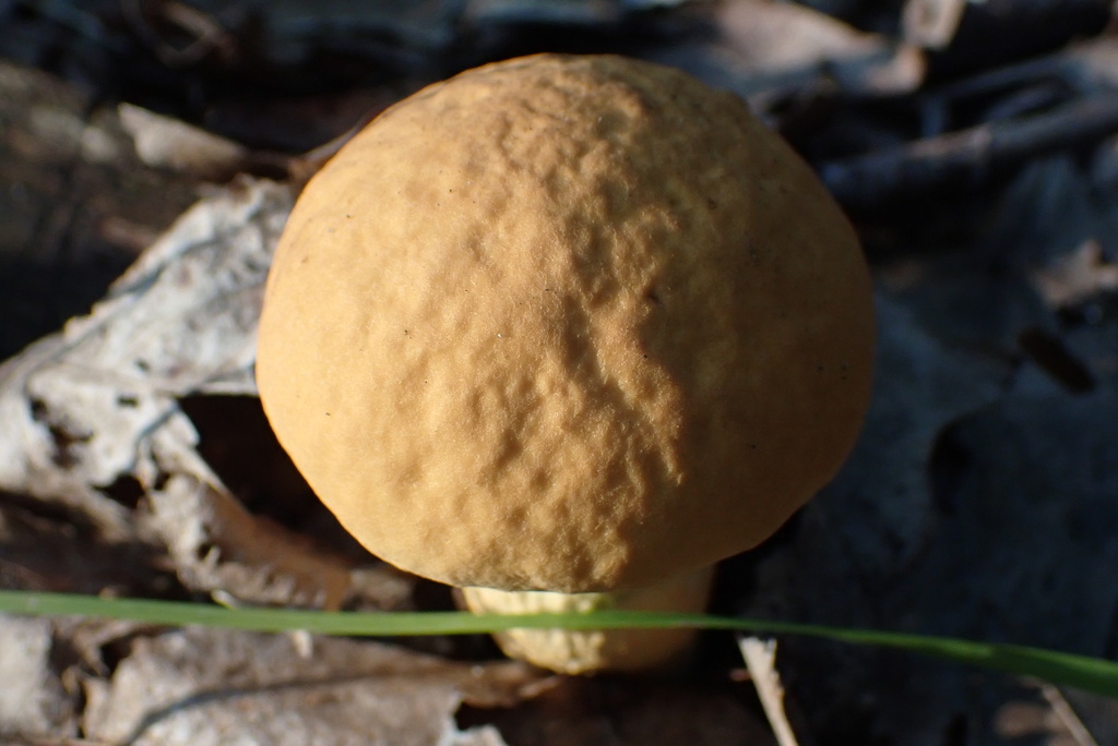 wrinkled bolete from E Fifth St, Bethlehem, PA, US on July 20, 2023 at ...