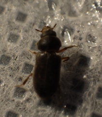Heteroceridae